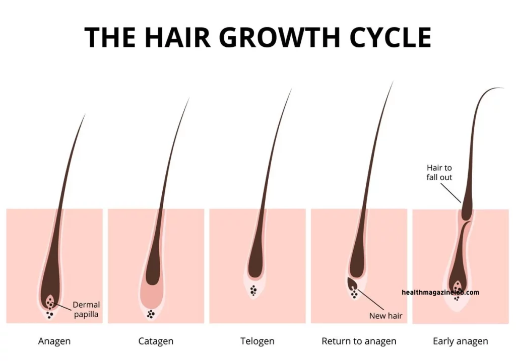 The Hair Growth Cycle